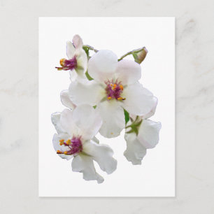 Moth Mullein Wildblume Postkarte