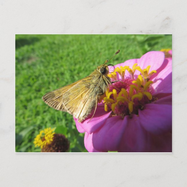 Moth on Blume Postkarte (Vorderseite)