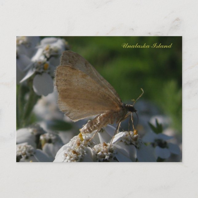 Moth on Yarrow Blume, Insel Unalaska Postkarte (Vorderseite)