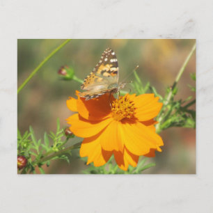 Moth on Yellow Blume Postkarte