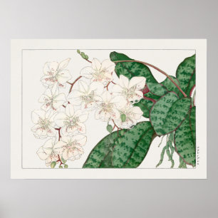 Moth Orchid Blume, Phalaenopsis, Tanigami Konan, Poster