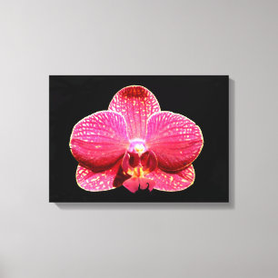 Moth Orchid Canvas Print Leinwanddruck