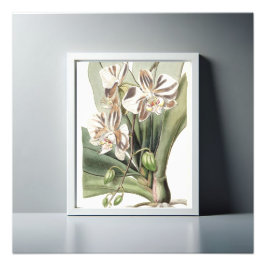 Moth Orchid Delicate Petals fesseln Fotodruck