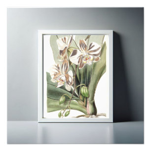 Moth Orchid Delicate Petals fesseln Fotodruck