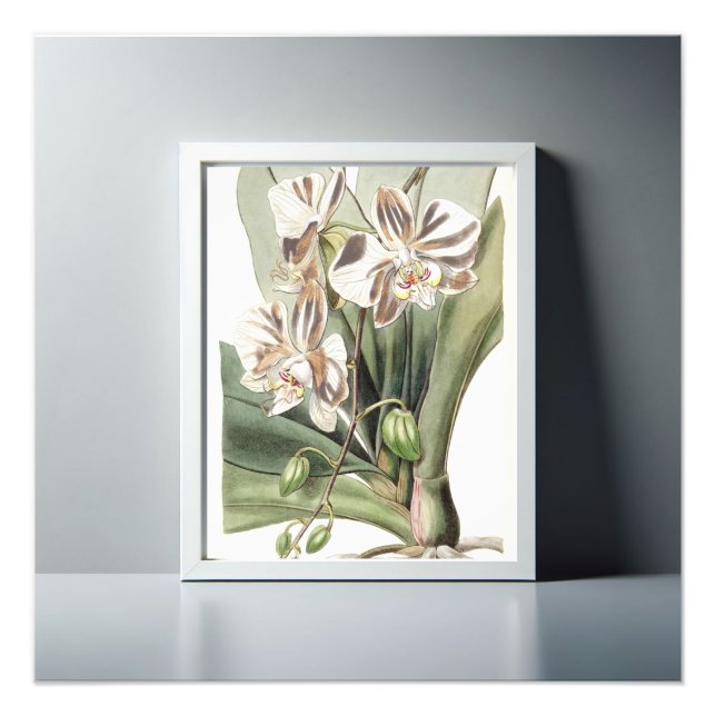 Moth Orchid Delicate Petals fesseln Fotodruck (Vorne)