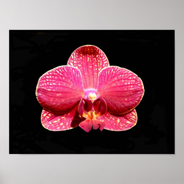 Moth Orchid Poster (Vorne)