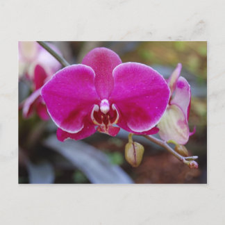 Moth Orchid Postkarte