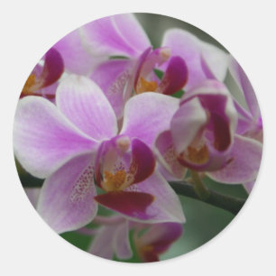 Moth Orchid Runder Aufkleber