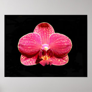 Moth Orchideen Poster
