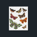 Moth Plate 2 Leinwanddruck<br><div class="desc">Tiere & Natur</div>