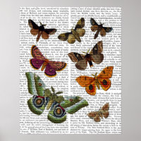 Moth Plate 2