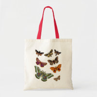 Moth Plate 3