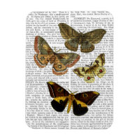 Moth Plate 4