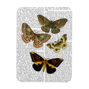 Moth Plate 4 Magnet