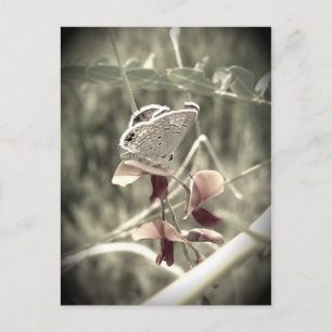 Moth Postcard Postkarte