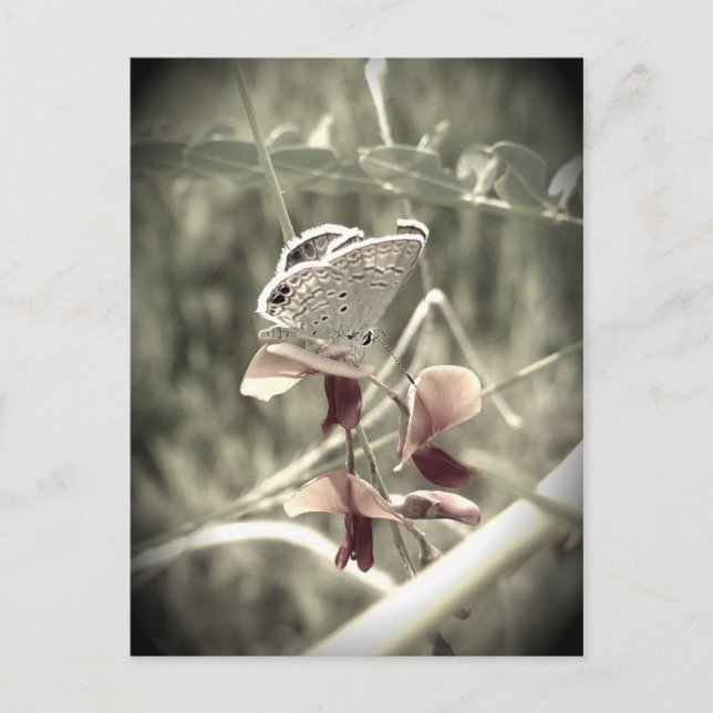 Moth Postcard Postkarte (Vorderseite)