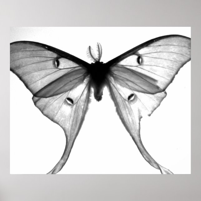 Moth Poster (Vorne)