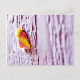 Moth Postkarte