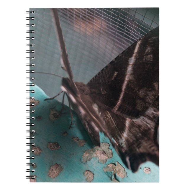 Moth Tropical Frack Notizblock (Vorderseite)