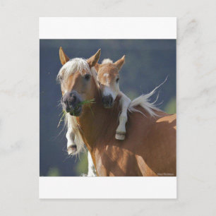 Mother and Baby Horse Postkarte