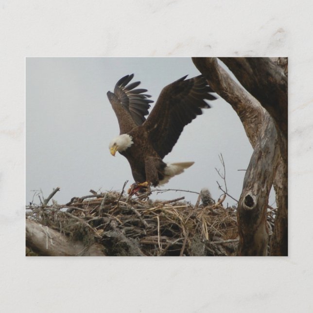 Mother Bald Eagle Postkarte (Vorderseite)