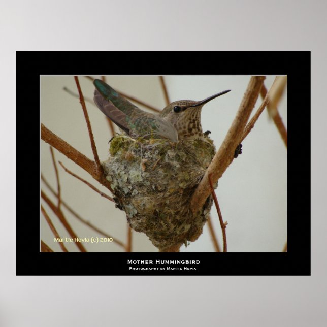 "Mother Hummingbird" Poster (Vorne)