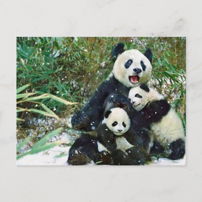Mother Panda Postkarte (Vorderseite)
