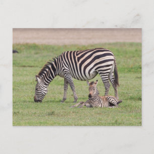 Mother Zebra with Newborn Colt Postkarte