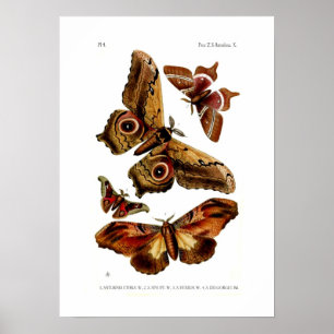 Moths Poster