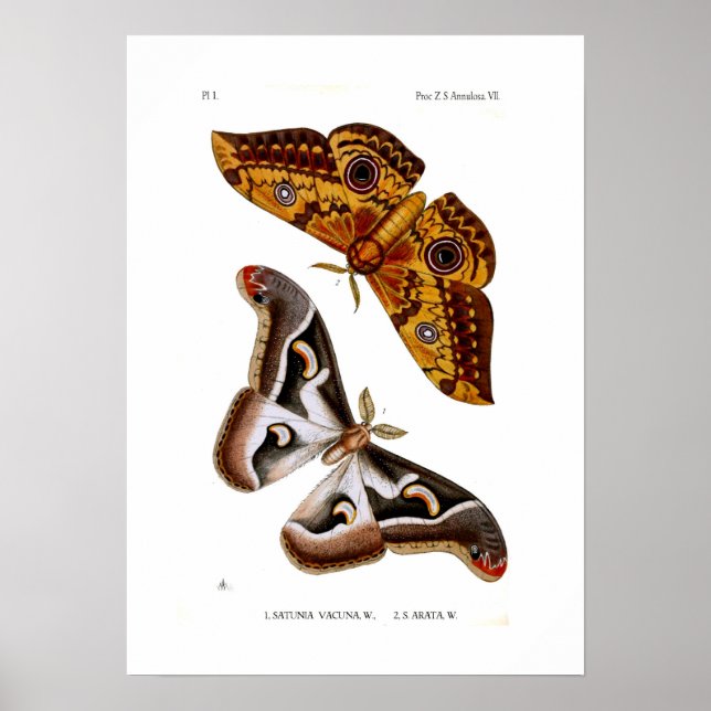 Moths Poster (Vorne)