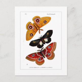 Moths Postkarte