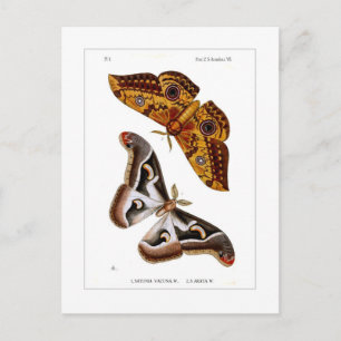 Moths Postkarte