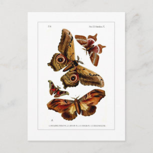 Moths Postkarte