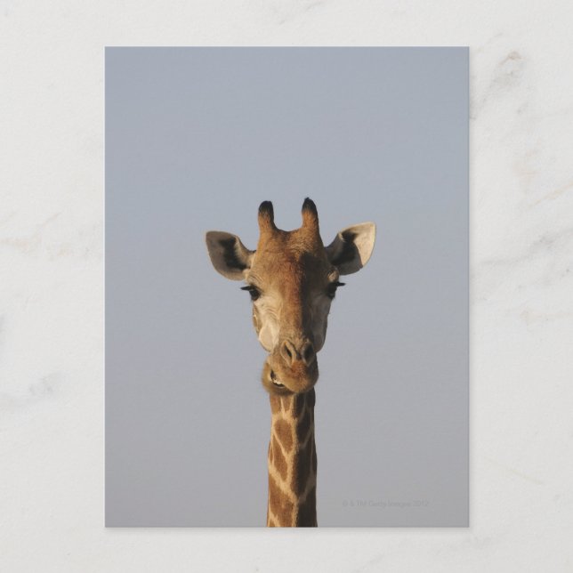 Motiv: Giraffa camelopardalis Postkarte (Vorderseite)