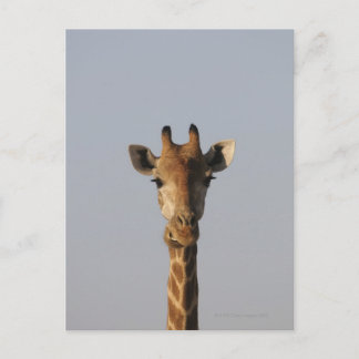 Motiv: Giraffa camelopardalis Postkarte
