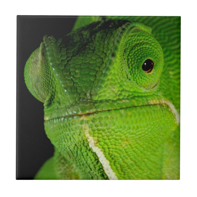 Motiv: Of Flap-Necked Chameleon Fliese (Vorderseite)
