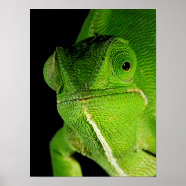 Motiv: Of Flap-Necked Chameleon Poster (Vorne)