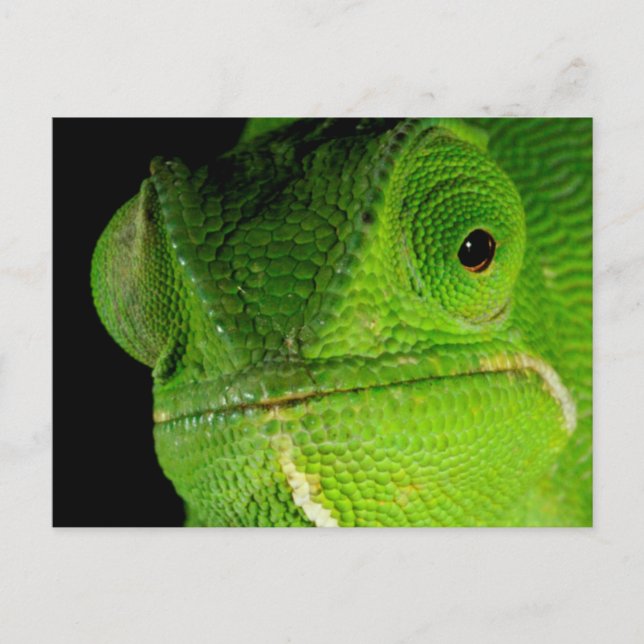 Motiv: Of Flap-Necked Chameleon Postkarte (Vorderseite)