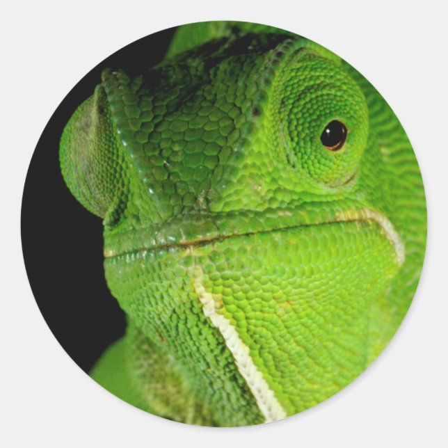 Motiv: Of Flap-Necked Chameleon Runder Aufkleber (Vorderseite)
