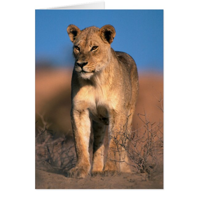 Motiv: Of Lioness (Panthera Leo) (Vorne)