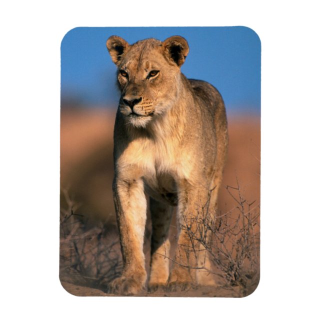 Motiv: Of Lioness (Panthera Leo) Magnet (Vertikal)