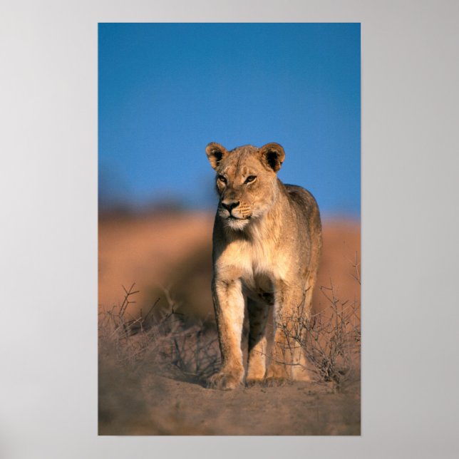 Motiv: Of Lioness (Panthera Leo) Poster (Vorne)