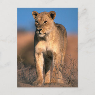 Motiv: Of Lioness (Panthera Leo) Postkarte