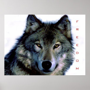 Motivierend Freedom Wolf Eyes Poster Print