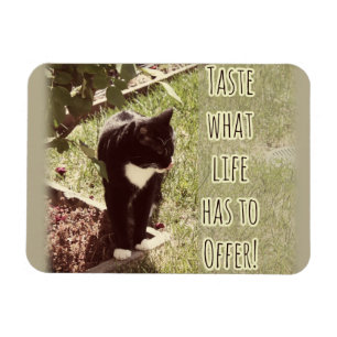 Motivierend Geschmack von Life Cat Zitat Kunst Spa Magnet