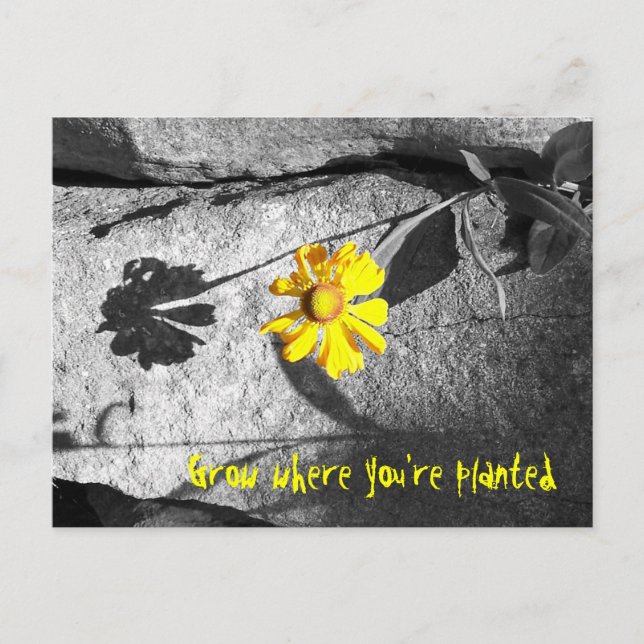 Motivierend "Grow where you re pflanzed" Postkarte (Vorderseite)