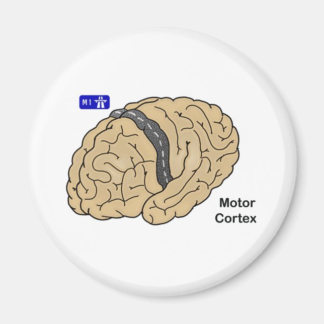 Motor Cortex Magnet (Vorne)