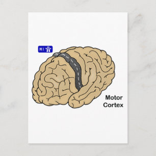 Motor Cortex Postkarte
