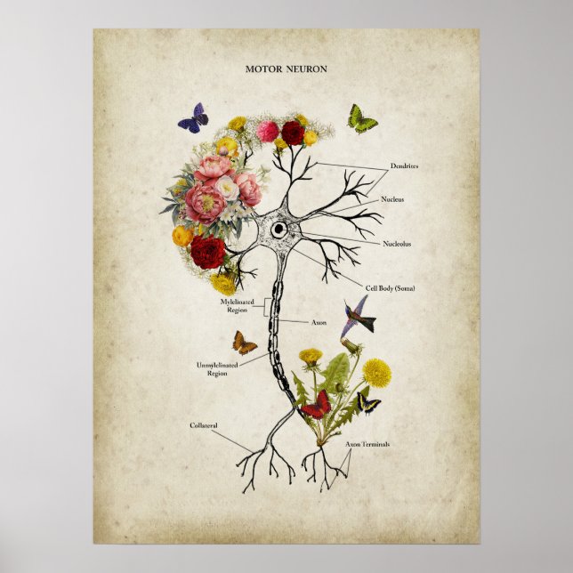 Motor Neuron Anatomie mit Blume Poster (Vorne)