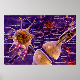 Motorneuronen Poster